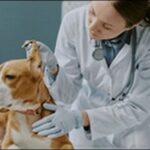 【口コミ】石川県動物病院おススメ10選!信頼できる病院が大切