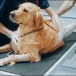 【口コミ】香川県動物病院おススメ10選！ペットの健康を守るべし
