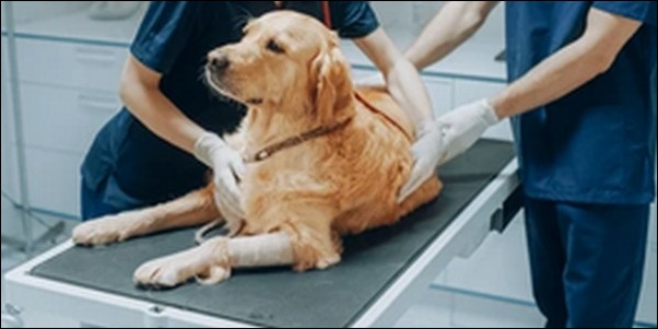 【口コミ】香川県動物病院おススメ10選！ペットの健康を守るべし