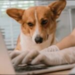 【口コミ】神奈川県動物病院おススメ16選！安心して診察可能