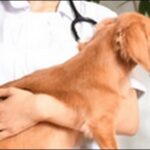 【口コミ】熊本県動物病院おススメ10選！ペットの健康管理に役立つ