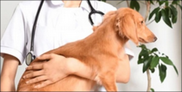 【口コミ】熊本県動物病院おススメ10選!ペットの健康管理に役立つ