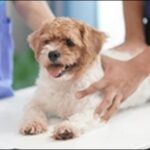 【口コミ】三重県動物病院おススメ10選！診療の質や安心感に直結