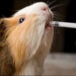 【口コミ】宮崎県動物病院おススメ10選！無理のない医療が大切