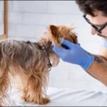 【口コミ】長野県動物病院おススメ10選！評判や設備の充実度が大切