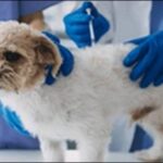 【口コミ】長崎県動物病院おススメ10選！最適な治療を受けさせよう