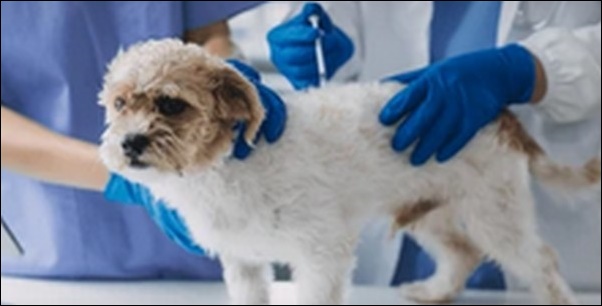 【口コミ】長崎県動物病院おススメ10選!最適な治療を受けさせよう