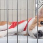 奈良県ペットショップおススメ5選！賢い選択がペットとの絆を深める