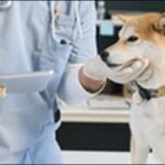 【口コミ】沖縄県動物病院おススメ10選！ペットの健康管理に必須