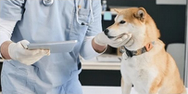 【口コミ】沖縄県動物病院おススメ10選!ペットの健康管理に必須