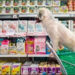佐賀県ペットショップおススメ9選!ショップを事前に知っておこう