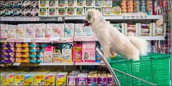 佐賀県ペットショップおススメ9選!ショップを事前に知っておこう