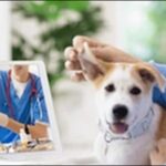 【口コミ】佐賀県動物病院おススメ10選!信頼できる病院が重要