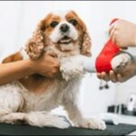 【口コミ】埼玉県動物病院おススメ10選!ペットの幸せを守るべし