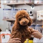 滋賀県ペットショップおススメ10選！信頼できる店舗を見つけよう