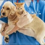 【口コミ】滋賀県動物病院おススメ10選！日常の健康管理を任せよう