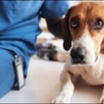 【口コミ】静岡県動物病院おススメ10選！迅速かつ適切な治療が大切
