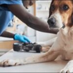 【口コミ】栃木県動物病院おススメ10選!予防や日常のケアも充実