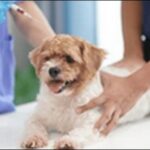 【口コミ】東京都動物病院おススメ14選！ペットの健康を守ろう