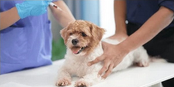 【口コミ】東京都動物病院おススメ14選！ペットの健康を守ろう