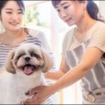 鳥取県ペットショップおススメ10選！納得のいく出会いにつながる
