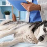 【口コミ】山梨県動物病院おススメ10選!信頼できる病院選びが重要
