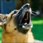 犬が散歩中に通行人に吠える、犬が犬を噛みケンカ勃発！謝罪の嵐