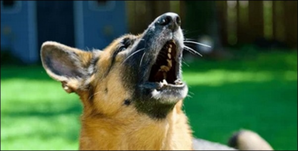 犬が散歩中に通行人に吠える、犬が犬を噛みケンカ勃発！謝罪の嵐