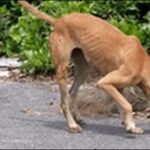 犬が石食べた？食糞や拾い食いでアレルギー！動物病院で死を彷徨った