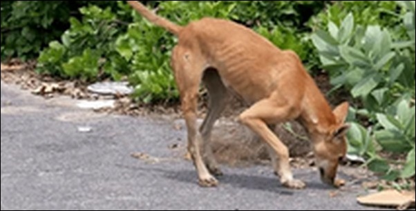 犬が石食べた？食糞や拾い食いでアレルギーと腸閉塞！死を彷徨った話