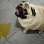 犬がトイレ以外でうんち！おしっこもまき散らかして地獄絵図