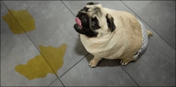 犬がトイレ以外でうんち！おしっこもまき散らかして地獄絵図