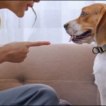 犬を叩いてしまって後悔!怒りをコントロールしてしつけに成功