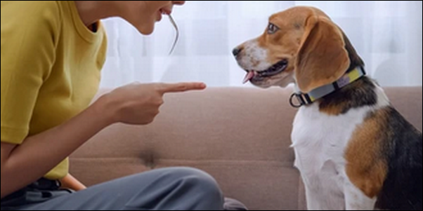 犬を叩いてしまって後悔！怒りをコントロールしてしつけに成功