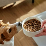愛犬がご飯を食べない!ドッグフードを変えたら食いつき復活