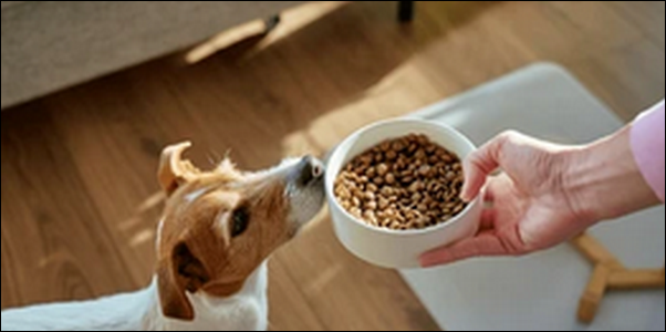 愛犬がご飯を食べない！ドッグフードを変えたら食いつき復活